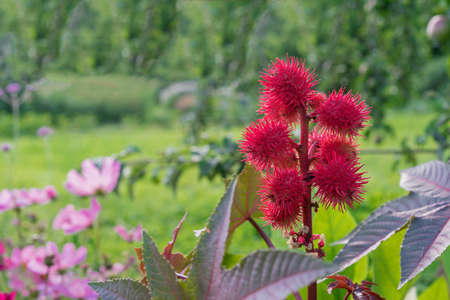 Red fruits of Ricinus communis or Castor Bean Plant. Seeds of Castor Oil Plant.