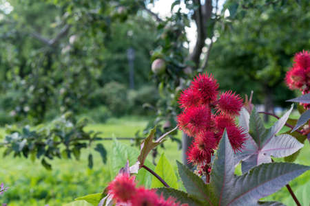 Red fruits of Ricinus communis or Castor Bean Plant. Seeds of Castor Oil Plant.の写真素材