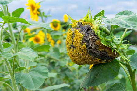 Sunflower with ripe seeds. Autumn sunflower harvest.の写真素材