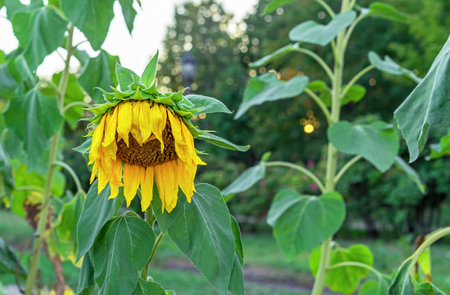 Withering sunflower, drying sunflower, sunflower life cycle.の写真素材