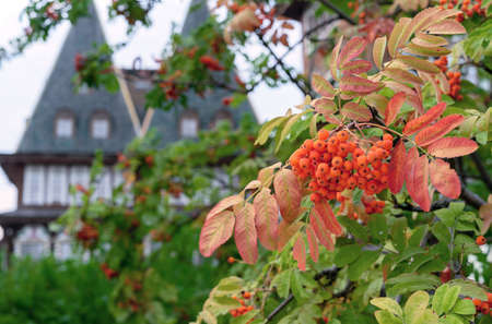 Orange rowan berries against the background of an old wooden building. Sorbus aucuparia fruits.の写真素材