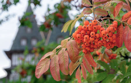 Orange rowan berries against the background of an old wooden building. Sorbus aucuparia fruits.の写真素材