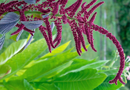Purple flowers Amaranth (Amaranthus cruentus) of medicinal and food plant.の写真素材