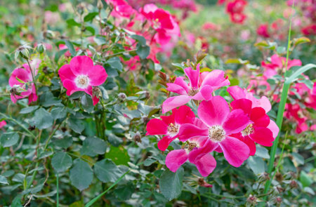 Red-pink flowers alpine rose, alpine rosehip, mountain rosehip, wild rose or Rosa pendulina.の写真素材