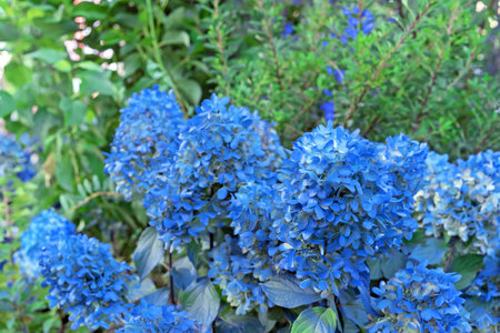Blue Hydrangea (Hydrangea macrophylla) or Hortensia flower blooms in autumn garden.の写真素材