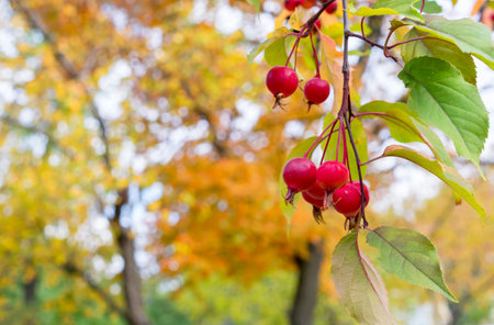 Ripe paradise apples on a branch. Wild apple tree with ripe small apples. Chinese Deciduous Apple Tree.の写真素材