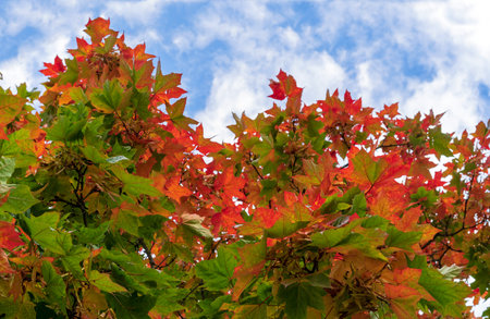 Multi-colored maple leaves against the blue sky. natural colors of autumn.の写真素材