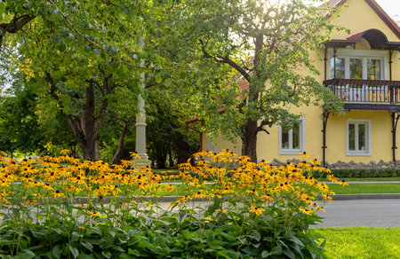 Flower bed with yellow rudbeckia or black-eyed susan against the backdrop of a beautiful country house.の写真素材
