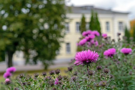 Purple asters flowers bloom in the garden. Flowerbed with autumn flowers.の写真素材