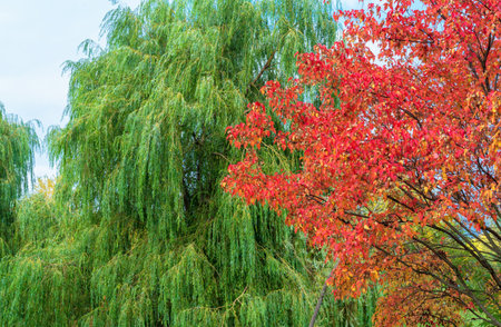 Autumn trees with yellow, red and green leaves. Autumn foliage on the branches of trees. natural colors of autumn.の写真素材