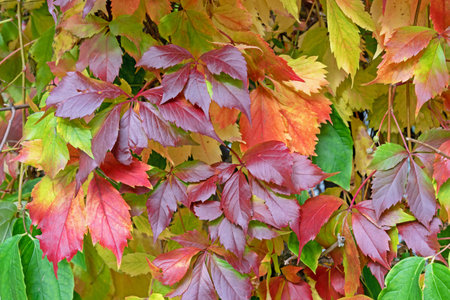 Colorful leaves of girlish grapes or Virginia creeper, Parthenocissus quinquefolia. natural colors of autumn.の写真素材