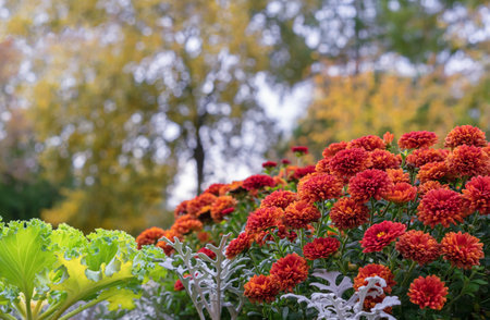Red and orange chrysanthemum flowers in autumn garden.の写真素材
