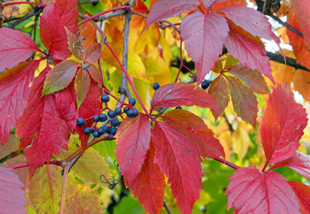 Red leaves of girlish grapes or Virginia creeper, Parthenocissus quinquefolia. natural colors of autumn.の写真素材