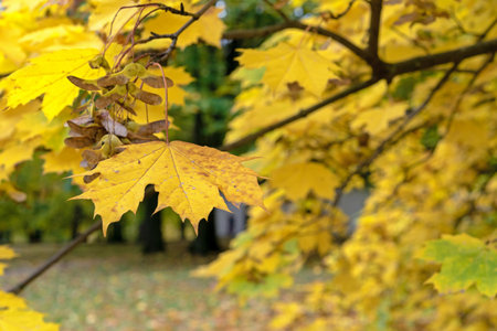 Yellow maple leaves in autumn park. Autumn foliage on tree branches.