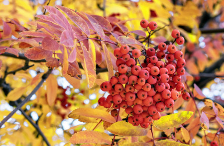 Berries of red rowan against the background of autumn foliage. Rowan branch with ripe fruits.の写真素材
