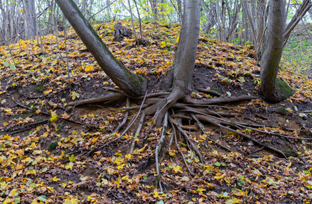Powerful tree roots on the surface of a forest hill.の写真素材