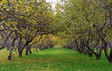 Apple trees with yellow leaves in an autumn orchard.の写真素材