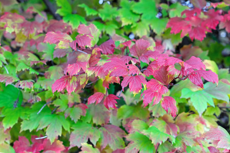 Purple leaves of viburnum vulgaris in the autumn park. colorful autumn leaves.の写真素材