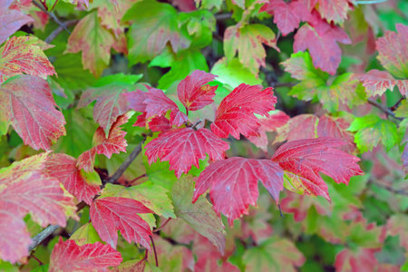 Red leaves of viburnum vulgaris in the autumn park. colorful autumn leaves.の写真素材