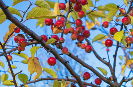 Ripe paradise apples on a branch. Wild apple tree with ripe small apples. Chinese Deciduous Apple Tree.の写真素材
