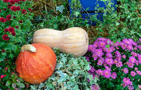 Yellow and orange pumpkins next to garden chrysanthemums.の写真素材