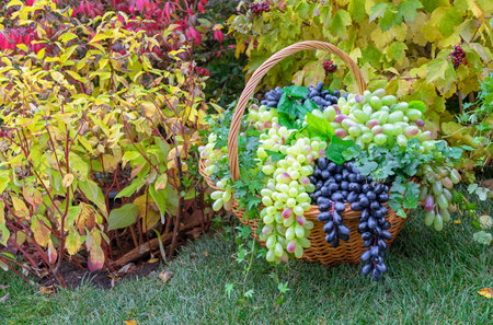 Branches of black and white grapes in a wicker basket at a winery.の写真素材