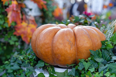 Muscat pumpkin or Muscat de Provence. Autumn harvest of pumpkins on the farm.の写真素材