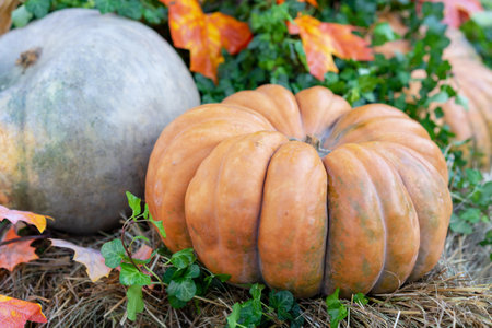 Muscat pumpkin or Muscat de Provence. Autumn harvest of pumpkins on the farm.の写真素材
