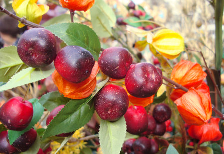 Autumn composition with artificial plumes and physalis branches.の写真素材