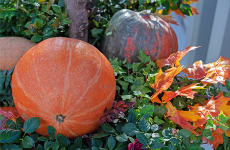 Orange pumpkins and maple leaves. Autumn pumpkins harvest.の写真素材
