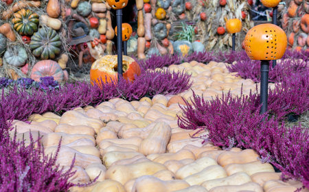 Pumpkin river from butternut Matilda pumpkins. Autumn harvest of pumpkins on the farm.の写真素材