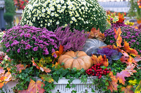 Autumn composition with pumpkins, red berries, maple leaves and asters.の写真素材