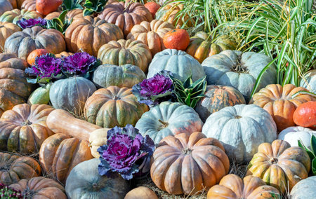 Autumn composition with pumpkins and decorative cabbage. Harvesting pumpkins at the farm.の写真素材