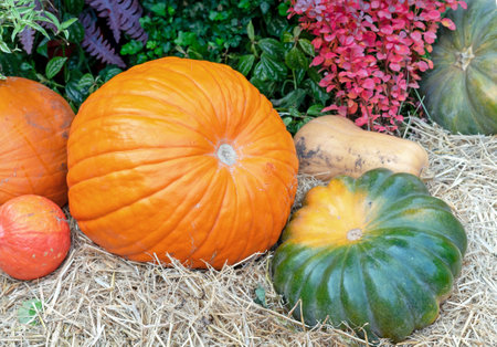 Orange and green pumpkins on the straw. Autumn harvest of pumpkins.の写真素材