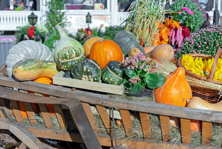 Pumpkins in a wooden horse cart. Autumn harvest of pumpkins.の写真素材