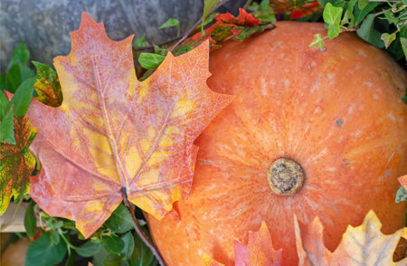 Orange pumpkin and maple leaf. Autumn pumpkin harvest.の写真素材
