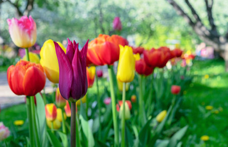 Multicolored Gesner's tulips in the city park. Spring flowering tulips.の写真素材