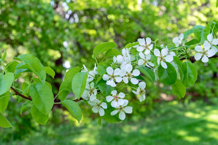 Spring flowering wild pear. Blossoming pearl branch. springtime.の写真素材