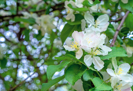 Spring flowering wild apple tree. Branch of a blossoming apple tree. springtime.の写真素材