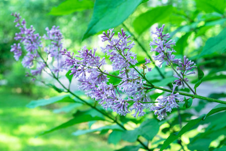 Purple lilac flower with green leaves. Blooming lilac bush with tender flowers. Purple lilac flower on the bush. Spring time.の写真素材