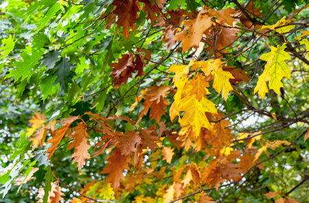 Yellow, orange and green maple leaves in the autumn park. Beauty of autumn, colorful foliage.