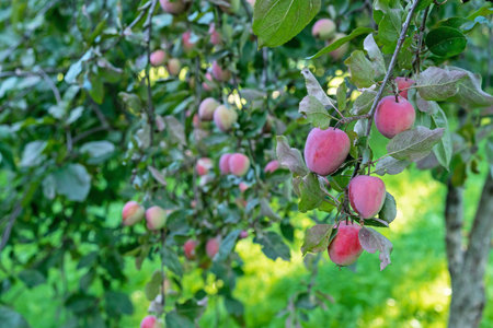 Ripe red apples on the trees in the apple orchard. Fruit harvest concept.の写真素材