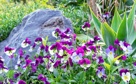 Violet-lilac viola flowers, Latin name - Viola wittrockiana from the violet family Violaceae.
