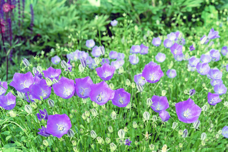 Mauve flowers Campanula or bluebell blooms in the summer garden.の写真素材