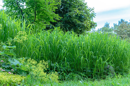 Tall grass, trees, flowers and plants in the summer garden.の写真素材