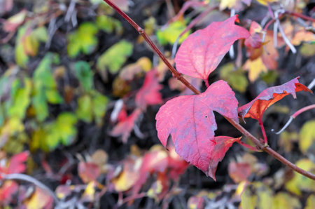 Red and yellow autumn leaves on a tree branch. Colors of autumn.