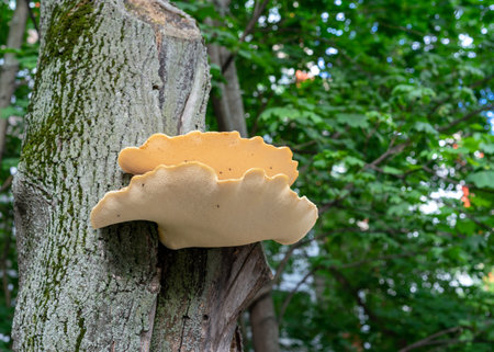 Yellow triturium (tinder) mushroom parasite on the bark of a tree. Tree fungus sulfur polypore, sulfur shelf or chicken mushroom (Laetiporus sulphureus) on tree trunk.の写真素材
