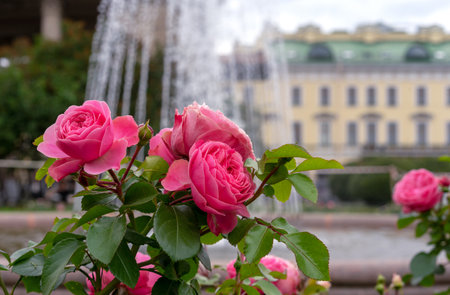 Pink roses bloom in the rose garden. Terry flowers of a bush English rose.の写真素材