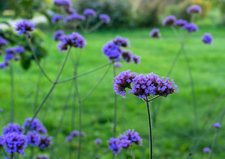 Verbena bonariensis blooms in the summer garden.の写真素材