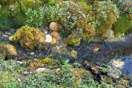 Micro landscape with imitation of a forest stream, driftwood, micro waterfalls, pebbles and moss.の写真素材